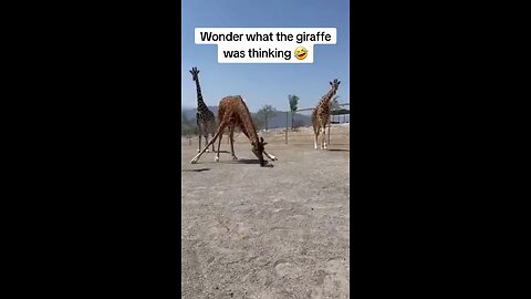 Animals fails and silly moments