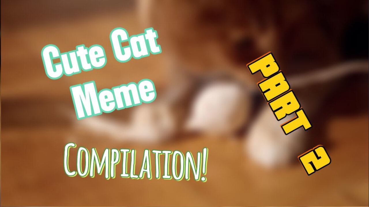 I Dare You Not to Say "Aww"! The ULTIMATE Cute Cat Meme Challenge!
