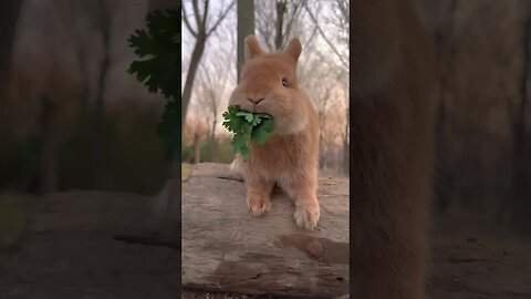 Have you seen the cute little rabbit with sore cheeks? A cute little pastoral pet.