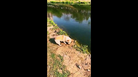 funny animals #Funnyvideo