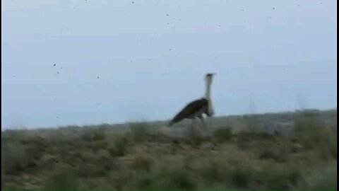 Big news from the sands of Cholistan. Six Great Indian Bustards,