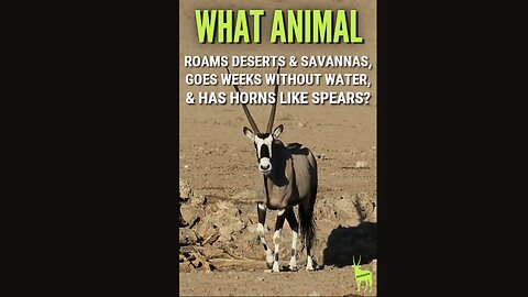 What animal can survive weeks without water & sports 3 foot very sharp horns? Meet the Gemsbok!
