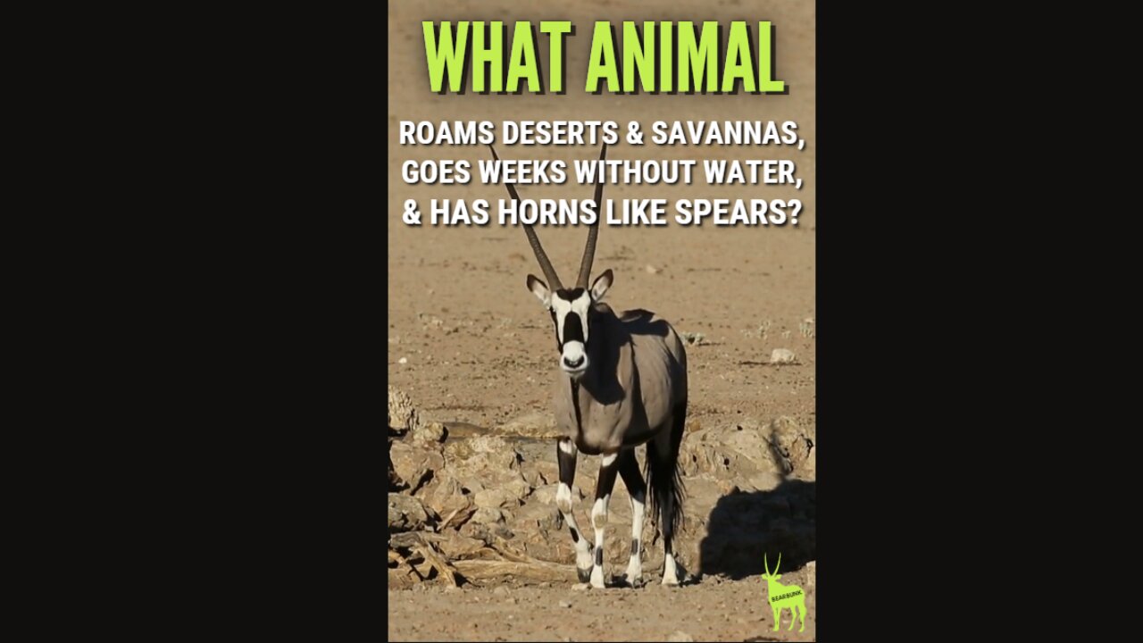 What animal can survive weeks without water & sports 3 foot very sharp horns? Meet the Gemsbok!
