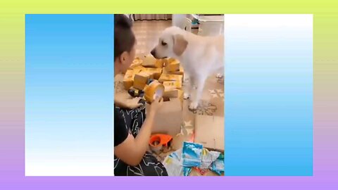 funny animals video