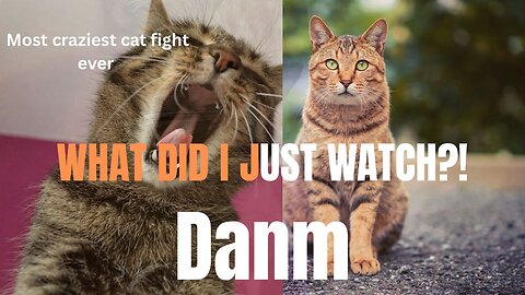 Craziest Cat Fight Ever Caught on Camera – You Won’t Believe This!