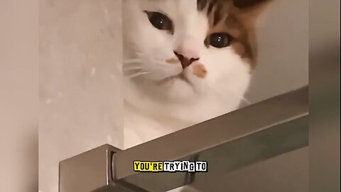 purr_fectly hilarious| cats doing what they do best