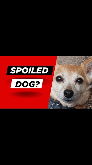 Spoiled Dog?