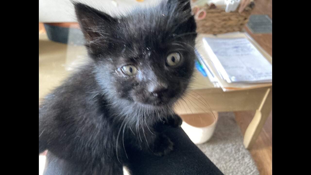 Loving Your Pets To Death!