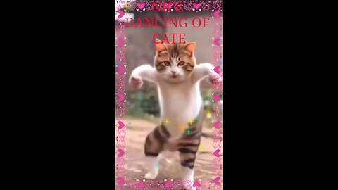 Funny cat dancing