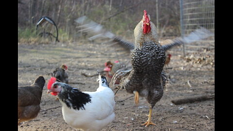 Are You a Chicken, A Rooster or A Predator??