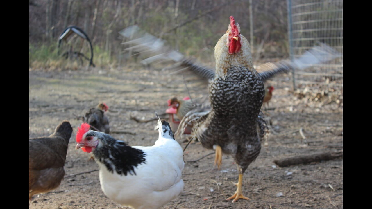 Are You a Chicken, A Rooster or A Predator??