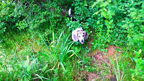 Bandit