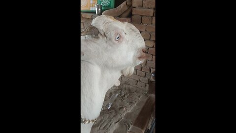 beautiful goats vedio