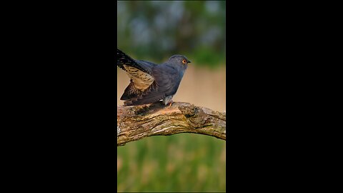 nature sound#HealingWithNature #NatureMeditation #BalanceWithEarth #EcoMindset #NatureMantra
