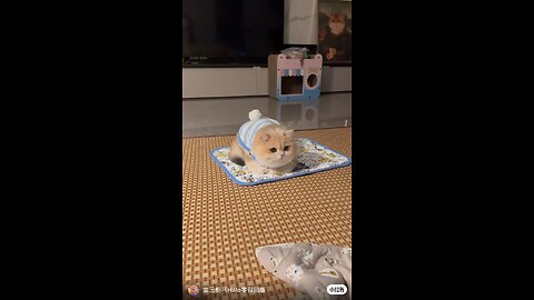 cute cat baby