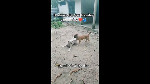 El Abrazo Del Oso 😘🐻‍❄️ #fyp #viral #video