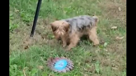 Batman & Chewy -- Stalking spinners and other yard decorations #funnydogs #yorkies