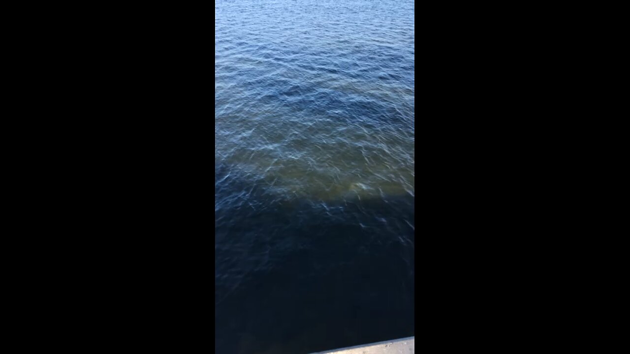 Dolphins snack time