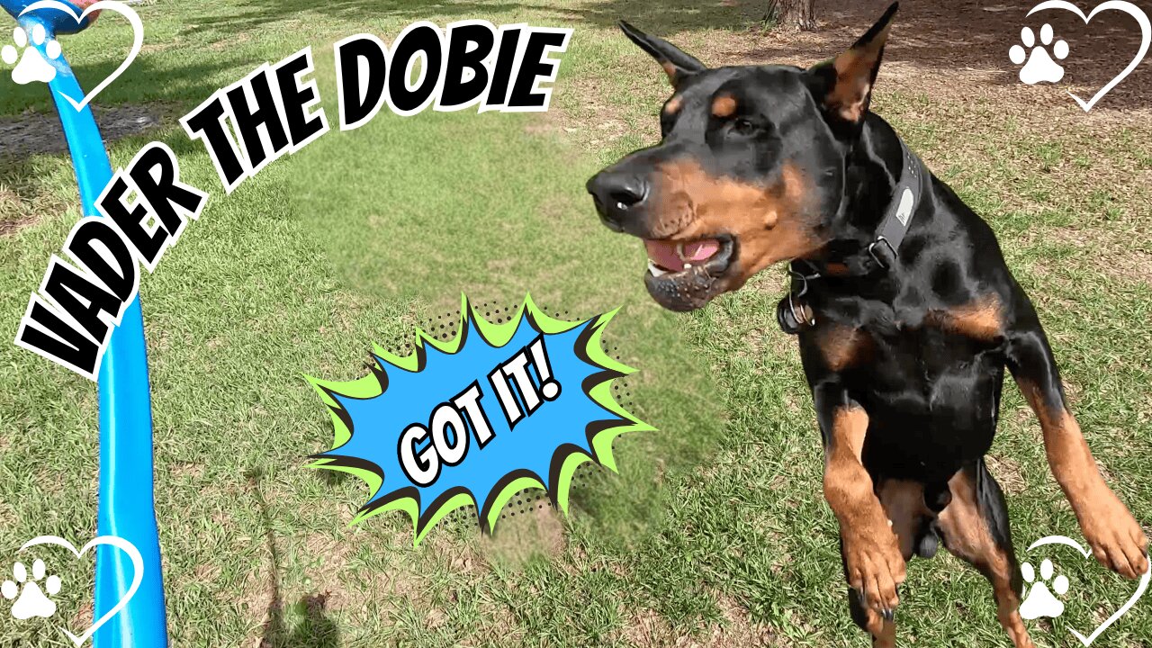 Doberman Fetches, Flexes, and Owns The Porch