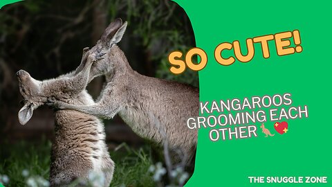 Baby Kangaroos’ Sweet Moment of Cuddles & Grooming 🦘💞 | Heartwarming Animal Bond