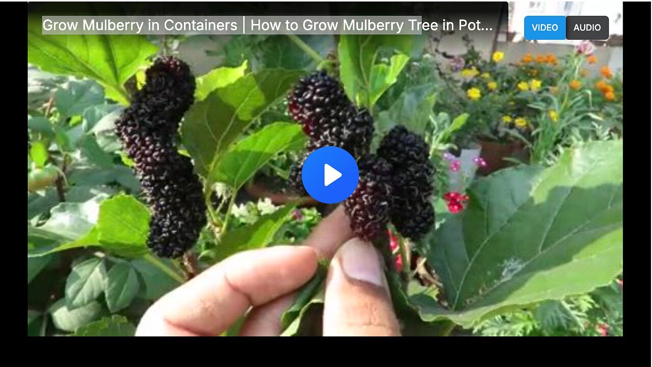 "Growing Mulberries in Containers at Home: A Comprehensive Guide"