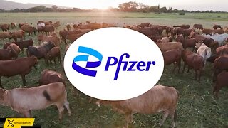 Why The World Is Rejecting U.S. Beef (The Dark Truth) Hustlebitch 🎯SEE DESC🎯