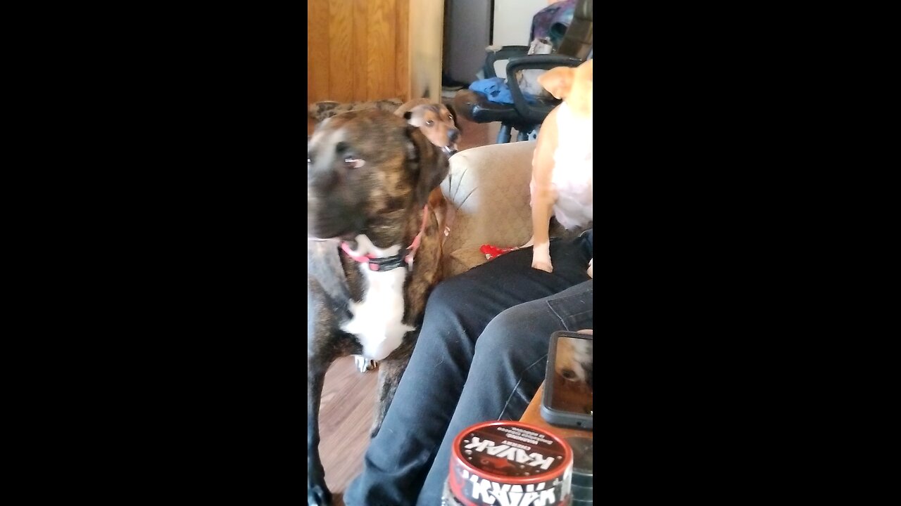 Fur babies