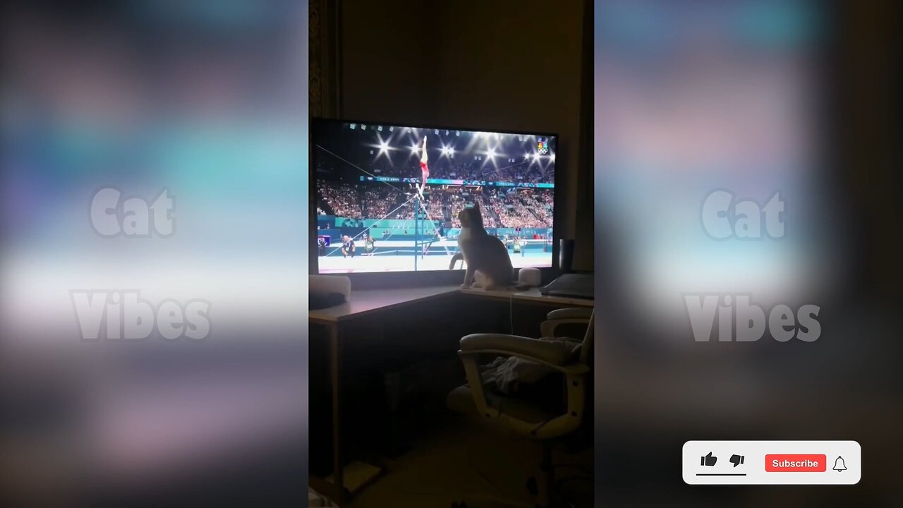Funny Cat PART 2