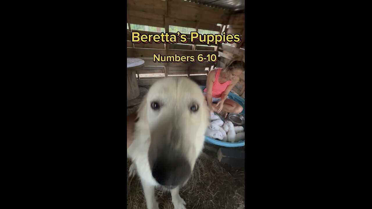 Meet the rest of Betetta’s Great Pyrenees puppies (numbers 6-10).