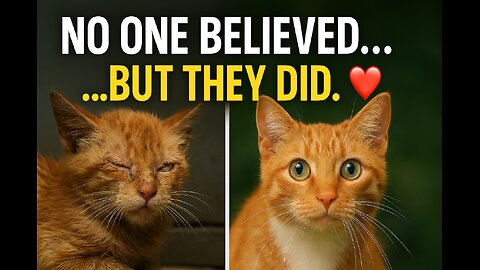 Nobody Believed... But Rescue Angels Never Give Up! 🐱✨