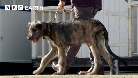 Puppy's First Trip to the Seaside | Wonderful World of Puppies | BBC Earth