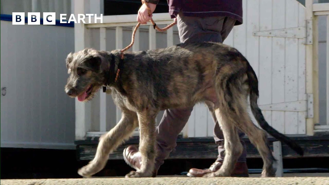 Puppy's First Trip to the Seaside | Wonderful World of Puppies | BBC Earth