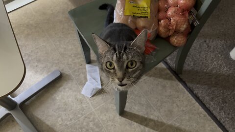 The cat wants FOOD!!
