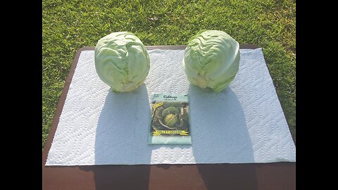 Second Round Of Container Cabbage Planting 6/24/25