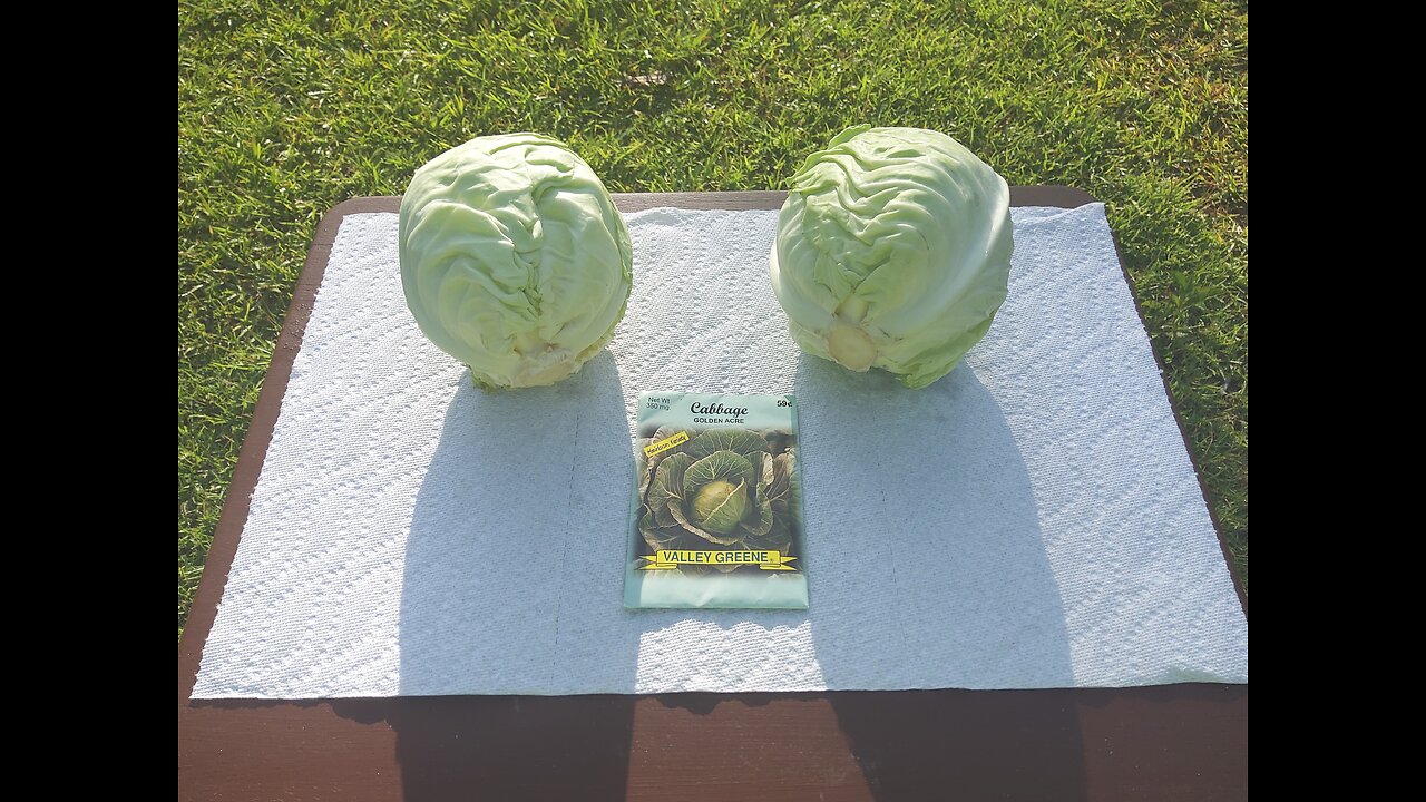 Second Round Of Container Cabbage Planting 6/24/25