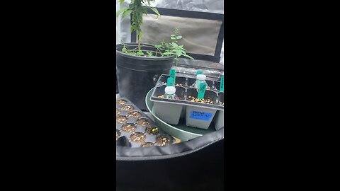 D.I.Y Humidity Domes