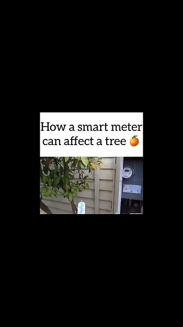 WARNING: How a Smart Meter Affects a Tree [What does it do to humans?]