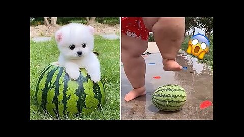 Cute Pomeranian Puppies Doing Funny Things | Cute and Funny Dogs