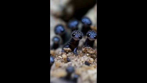 cute animals video 🥰🥰