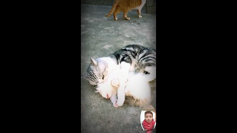 #catlovers #cat #cats #meow #kittens #catlife #pet #animals #animallover #cutecats #catviral