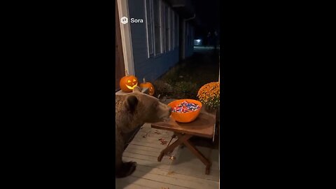 Bear Gets SPOOKED by Halloween Skeleton! 🐻💀😂
