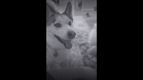 Random Chewing Collage