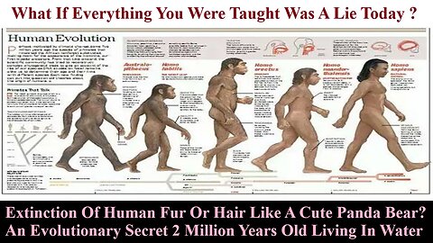 Extinction Of All Human Fur Or Hair Like A Cute Bear? An Evolutionary Secret 2 Million Years Old