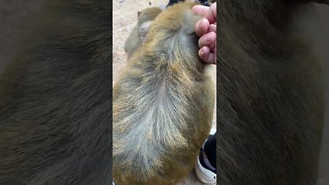 Funny monkey #30