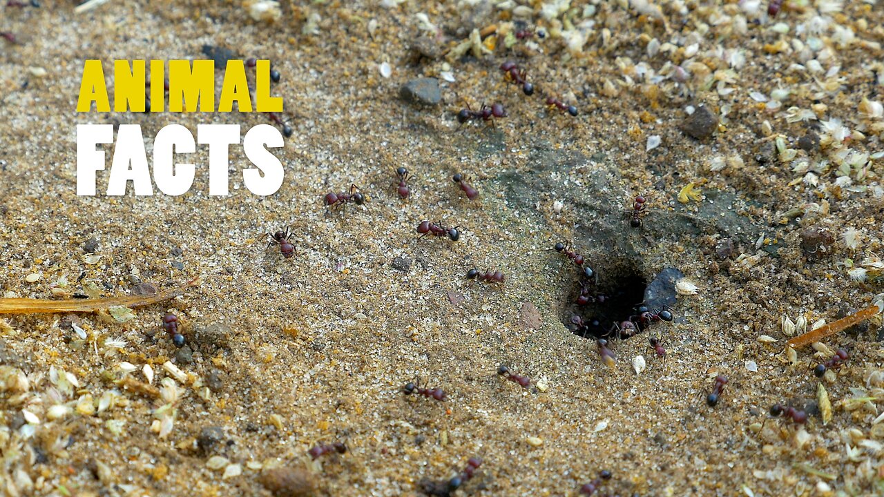 Ants | The Ultimate Teamwork Species
