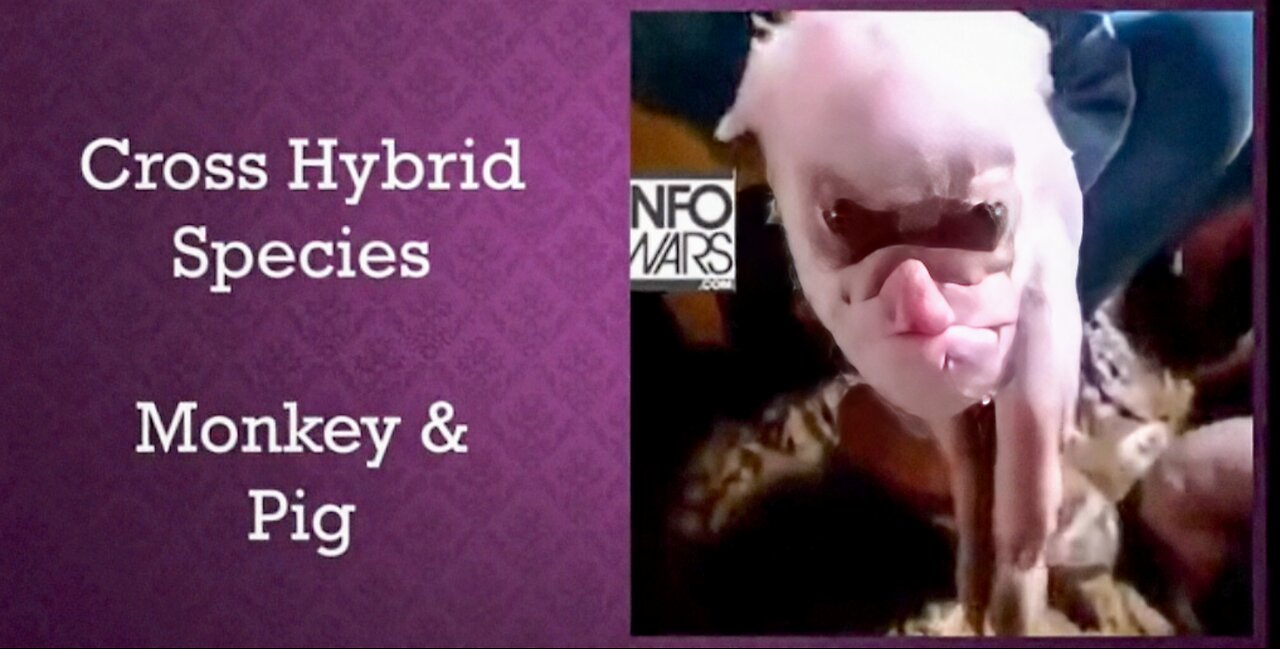 Hybrids-UFOs-Aliens-U.S. Space Force