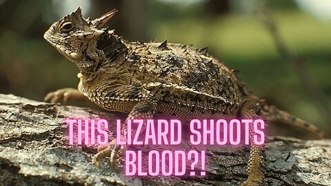 This Lizard Shoots BLOOD From Its Eyes (Nature's Most Metal Defense) | AMZG Animals