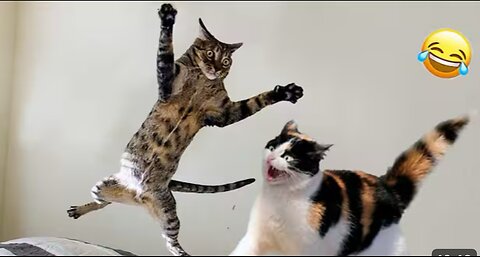 Funny Animals-funny dog and cats animals video 2025 happy pets