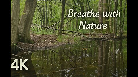 Magical Forest Pond with Birds Singing – Relaxing Nature