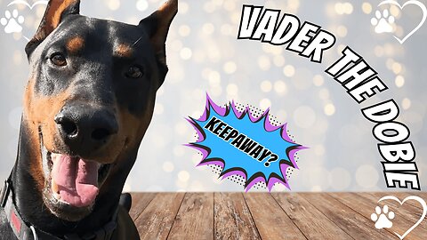 🎬 Living Room Mayhem: Doberman Jealousy & Cat Shenanigans 🐾😼💥